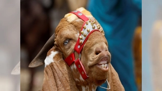 Telangana Shocker: Dozens Of Goats Maimed As Man Bites Their Necks In Bizarre Religious Ritual
